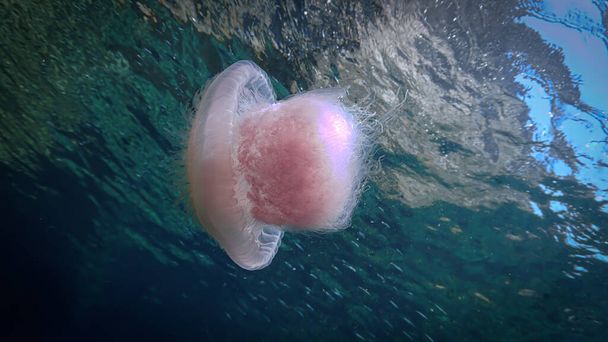Artystyczne podwodne zdjęcie różowej meduzy. Z nurkowania na Morzu Andamańskim w Tajlandii. Ocean Indyjski. - Zdjęcie, obraz