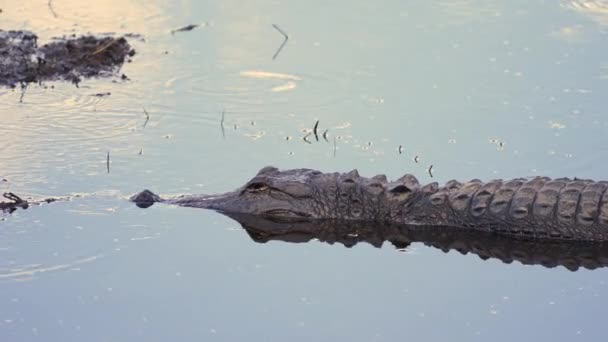 Cocodrilo americano nadando en el agua del lago en los humedales de Florida. Depredador reptiliano nativo del sur de EE.UU.. - Imágenes, Vídeo