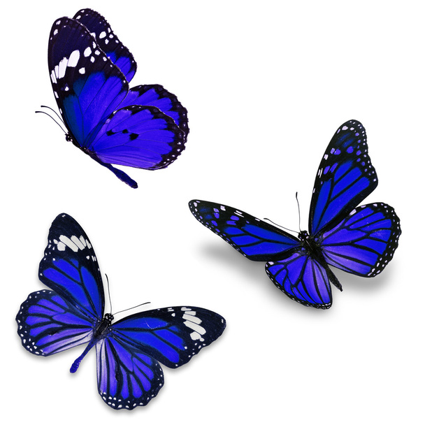 Tres mariposas azules
 - Foto, Imagen