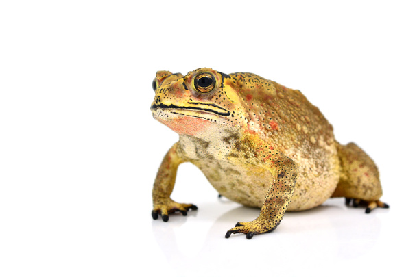 toad - Photo, Image