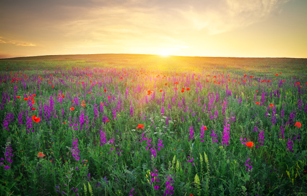 Field with grass, violet flowers and red poppies against the sun - Photo, Image