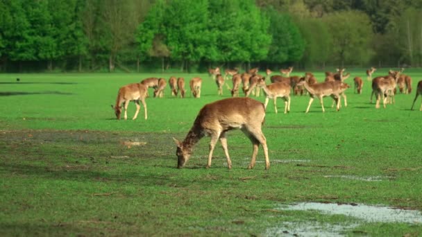 Stado młodych jeleni pasących się na zielonej łące w pobliżu lasu. Szeroki kąt stada młodych jeleniowatych wypasanych na pastwiskach w słoneczny dzień. Nowonarodzone sarny, dzika wiosenna przyroda. Rolnictwo i hodowla zwierząt w Niemczech - Materiał filmowy, wideo