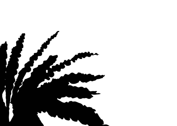 Черные природные листья гнезда папоротника теневой элемент для украшения. На изолированном белом фоне. Аслениум нидус или силуэт птичьего гнезда. - Фото, изображение