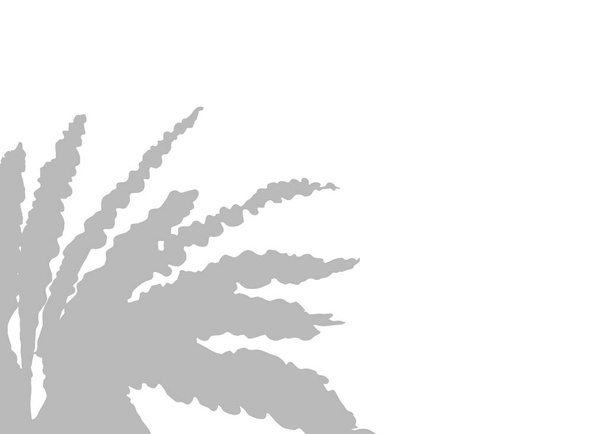 Серый природный лист гнезда папоротника элемент тени для украшения. На изолированном белом фоне. Аслениум нидус или силуэт птичьего гнезда. - Фото, изображение