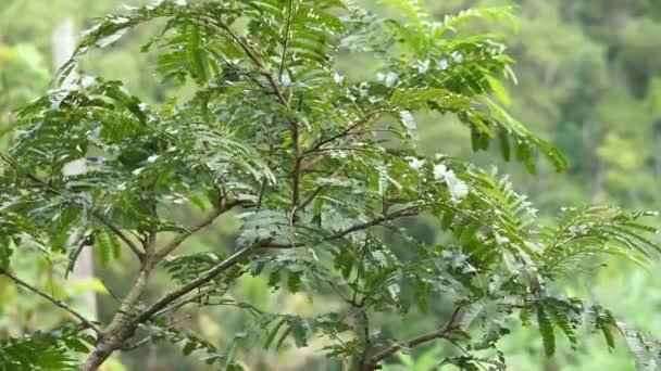 佐藤さんの葉(朴ia speciosa 、 Parkia speciosa 、 petai 、 pete 、ツイストクラスター豆、臭豆)は自然を背景にしています。ペタイ(Petai)はインドネシア産の特別な強い香りを持つエキゾチックな果物の1つです。. - 映像、動画