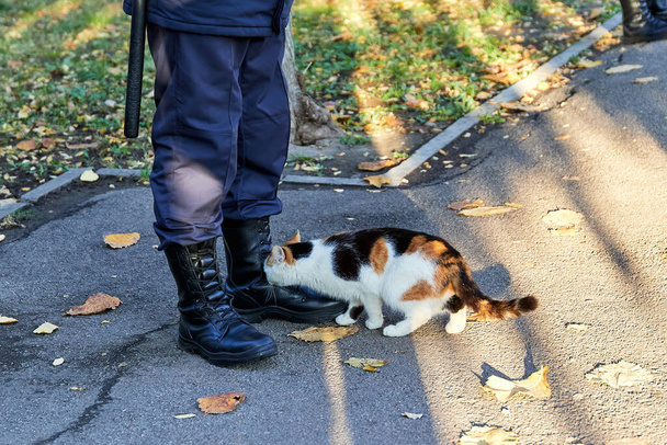 gato vadio aos pés de um policial na rua - Foto, Imagem