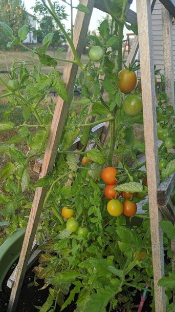 Kukoistava koti puutarha tomaatti kasvi tukee puinen säleikkö aurinkoisella esikaupunkialueella takapihalla, symboloi luonnonmukaista viljelyä ja omavaraisuutta - Valokuva, kuva