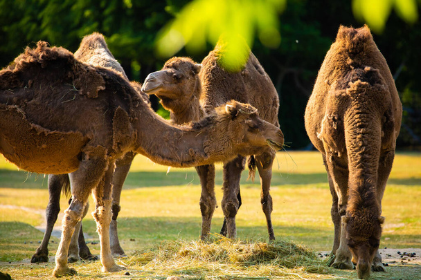 Mehrere Kamele weiden und fressen Heu auf einer Freifläche auf einer grünen Wiese - Foto, Bild