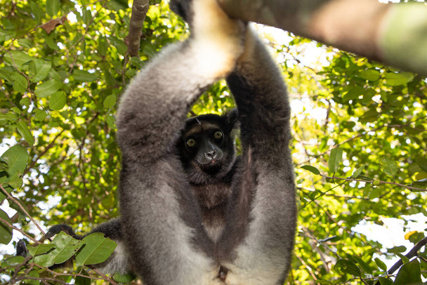 Lemur Indri indri, babakoto zwart-wit grootste maki uit Madagaskar. verlicht regenwoud achtergrond, close-up.schattig dier met doordringende blauwe ogen in selectieve focus. Palmarium park hotel - Foto, afbeelding