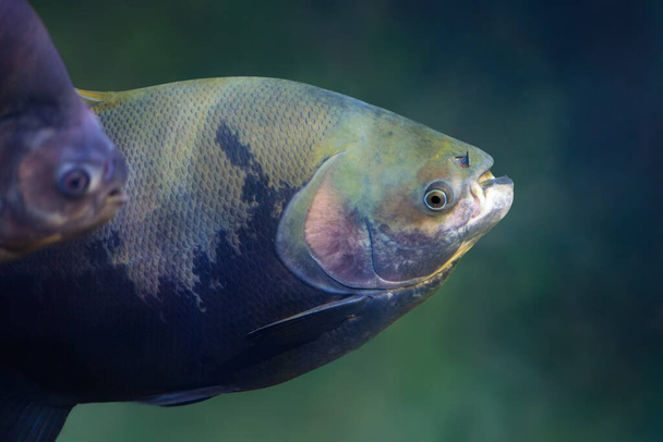 Tambaqui (Colossoma macropomum) - Freshwater fish - Photo, Image
