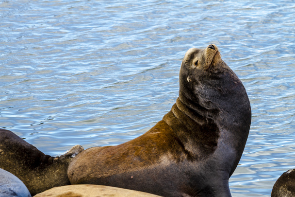 Pacific Northwest Sea Lions and Seals - Fotó, kép