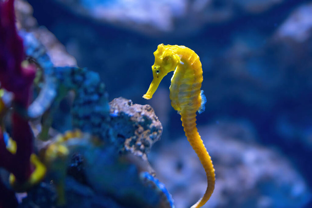 Gele Slender Seahorse (Hippocampus reidi) of Longsnout Seahorse - Foto, afbeelding