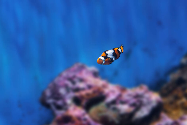 Orange Clownfish (Amphiprion percula) - Marine fish - Photo, Image