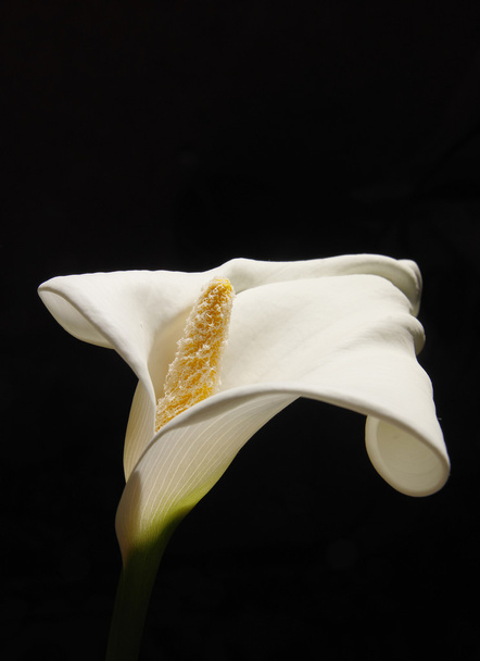 Bloem van Calla Lelie close-up - Foto, afbeelding