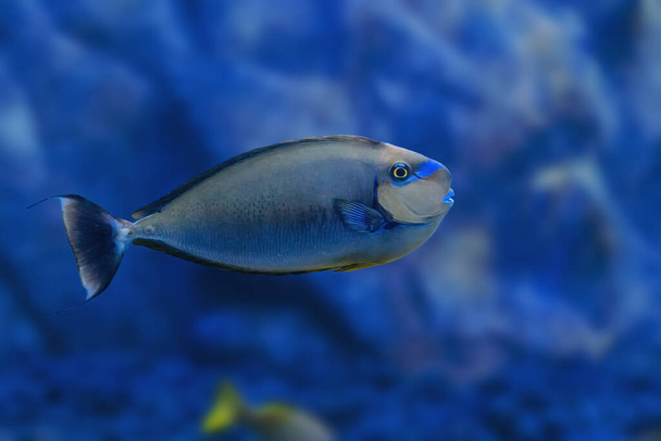 Bignose Unicornfish (Naso vlamingii) Морська риба - Фото, зображення