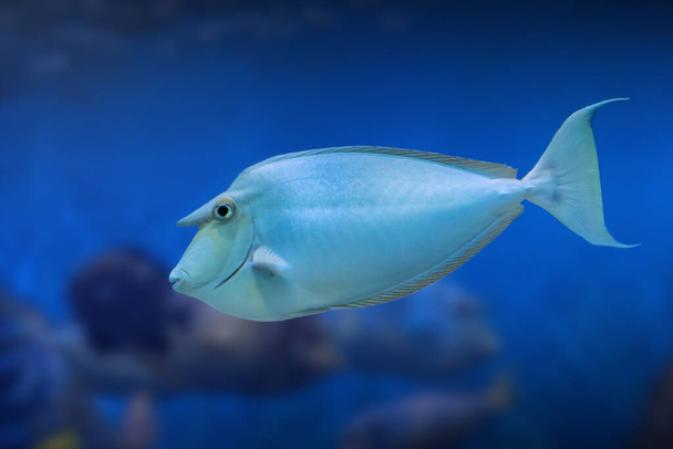 Whitemargin Unicornfish (Naso annulatus) - Marine fish - Photo, Image