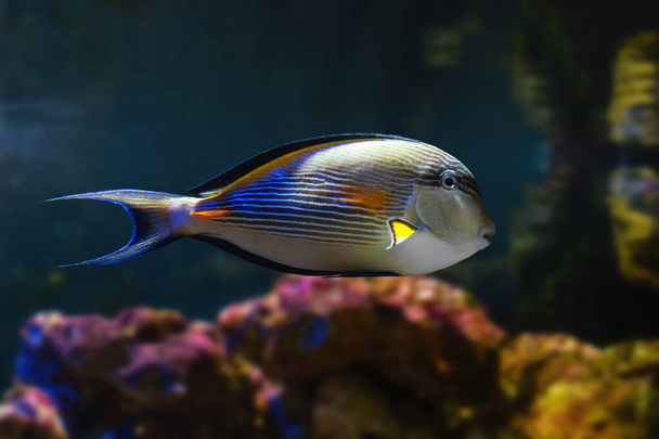 Sohal Surgeonfish (Acanthurus sohal) - Ryby morskie - Zdjęcie, obraz