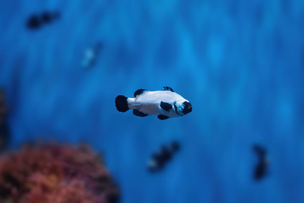Czarny odmrożenie Ocellaris Clownfish (Amphiprion ocellaris) - Akwarium ryb - Zdjęcie, obraz