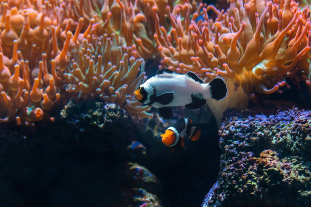 Bevroren Ocellaris Clownfish (Amphiprion ocellaris) - Aquariumvissen - Foto, afbeelding