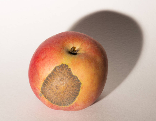 ベンチュリアエクイカリスはリンゴのスキャブ病を引き起こすアスコピテート菌です. - 写真・画像
