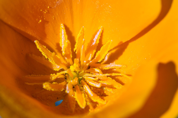California poppy close-up  - Foto, afbeelding