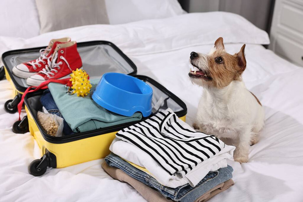 Travel with pet. Dog, clothes and suitcase on bed indoors - Foto, afbeelding