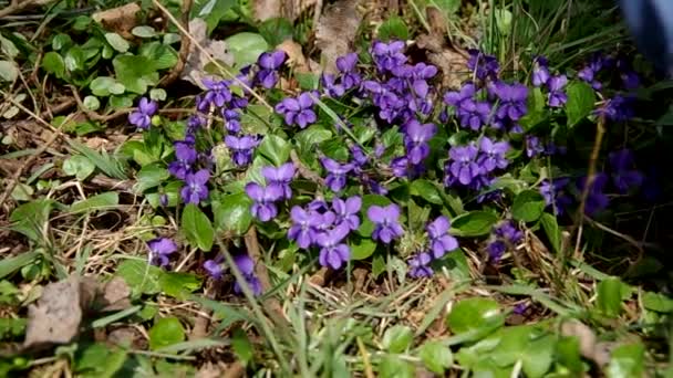 Viola odorata in the grass - 映像、動画