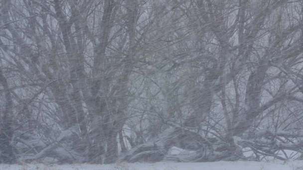 Büyük kış blizzard ağaçlarda - Video, Çekim