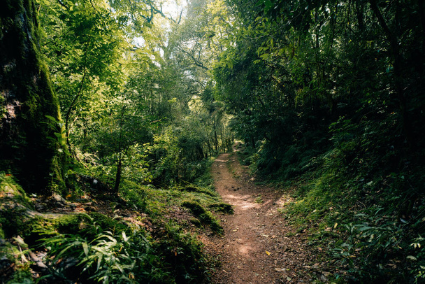 Облачный лес в Аргентине, панорамный вид на тропические джунгли. Высокое качество фото - Фото, изображение