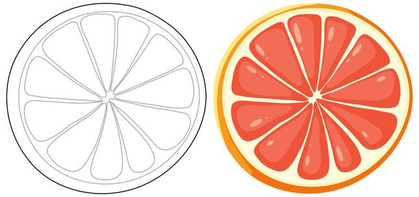 Vektorové umění grapefruitu, napůl barevné - Vektor, obrázek