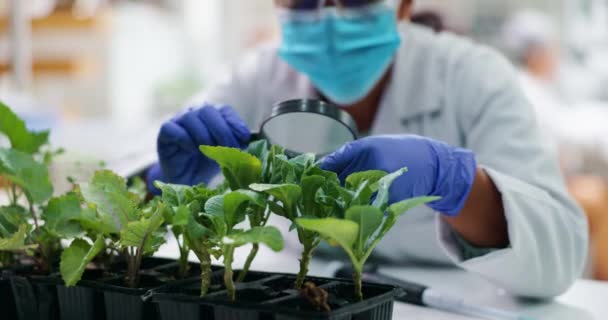 Наука, маска и женщина с растениями, увеличительное стекло для исследований и безопасности в медицинской технике. Биотехнологии, ботаника и листья, ученый или техник в проверке роста агроисследований в лаборатории - Кадры, видео