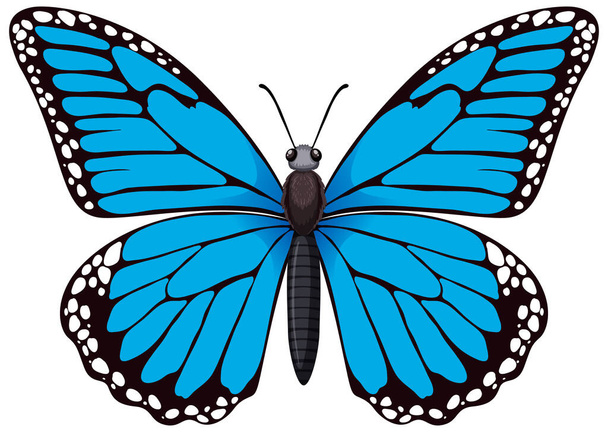 A kék pillangó részletes vektorgrafikája - Vektor, kép
