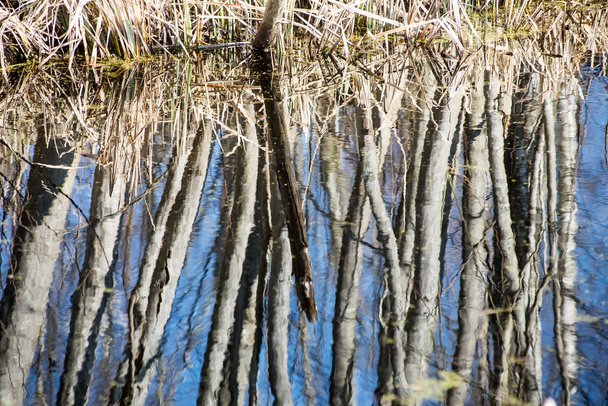 reflections of trees in water - Photo, Image