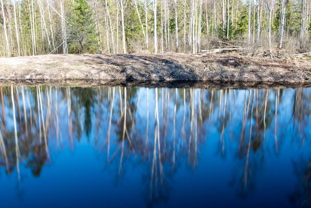 отражения деревьев в воде - Фото, изображение