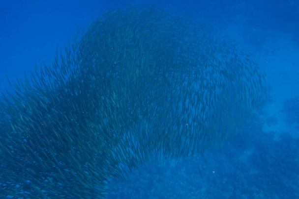 enorme escuela de pequeños peces en agua azul durante el buceo en Egipto - Foto, Imagen