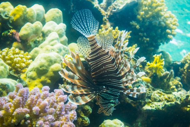 grande pirilampo radial no recife de coral colorido durante o mergulho no egito - Foto, Imagem