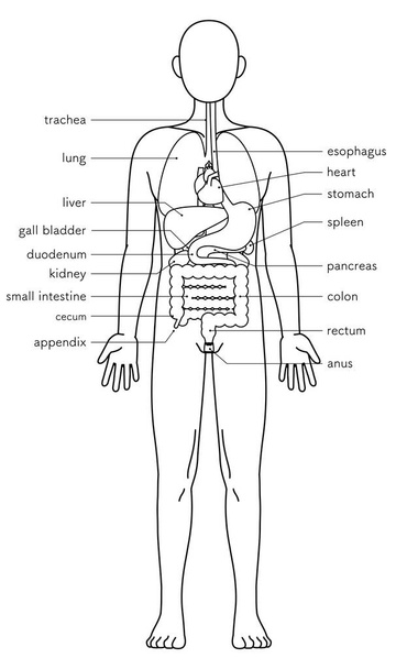 İnsan vücudunun yapısal çizimi, iç organların çizimi, iç organların çizimi, siyah ve beyaz çizgi çizimi, Vektör İllüzyonu - Vektör, Görsel