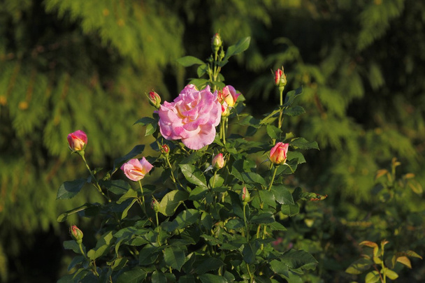 Rosen im Garten - Foto, afbeelding