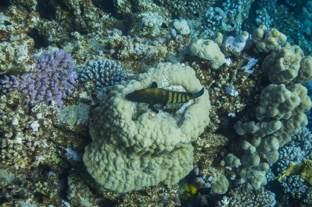 peacock hind lying in a coral at the ground from the seabed in egypt - Photo, Image