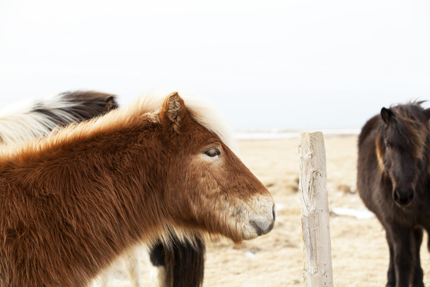 Portrait of an Icelandic pony with blonde mane - Photo, Image