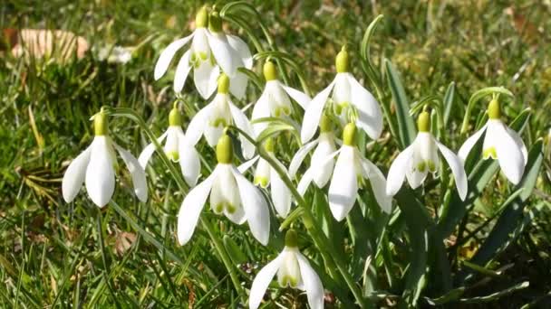 Tavaszi virágok, Snowbells, Crocus és Pilewort, a német növényvilág korai virágai - Felvétel, videó