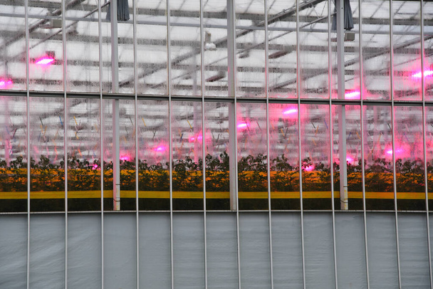 Wervershoof, Hollandia. 2024. február 20.Üvegházak nappali lámpákkal. Kiváló minőségű fénykép - Fotó, kép