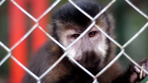 Capuchino mono
 - Metraje, vídeo