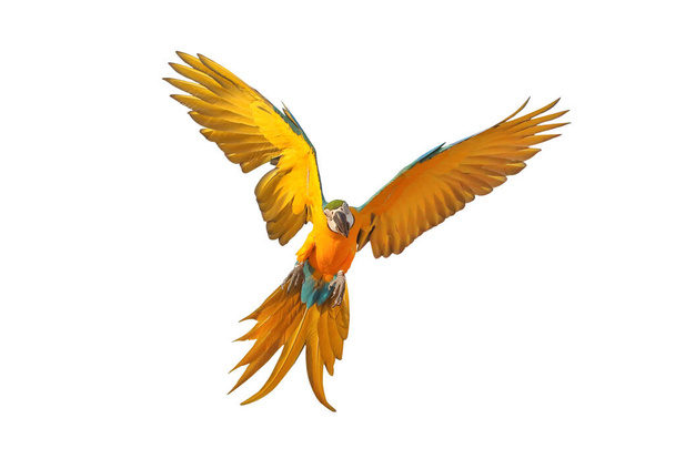 Colorato pappagallo volante blu e oro Ara isolato su sfondo bianco. - Foto, immagini