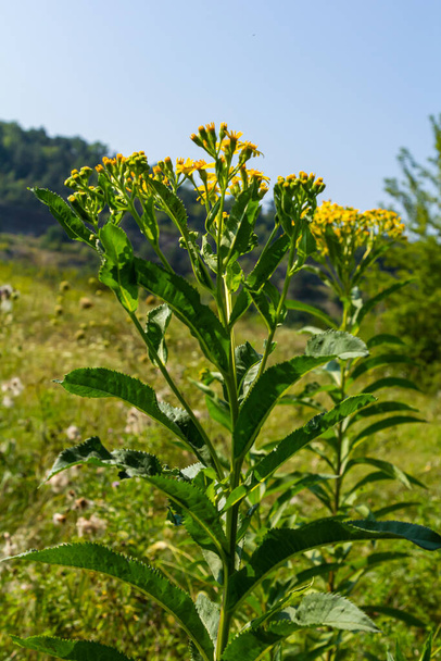 Senecio hydrofiele noot. wilde gele bloemen, bloeiende onkruidplant in zomertuin. - Foto, afbeelding