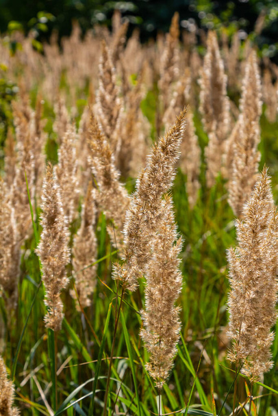 Inflorescencia de madera de caña pequeña Calamagrostis epigejos en un prado. - Foto, imagen