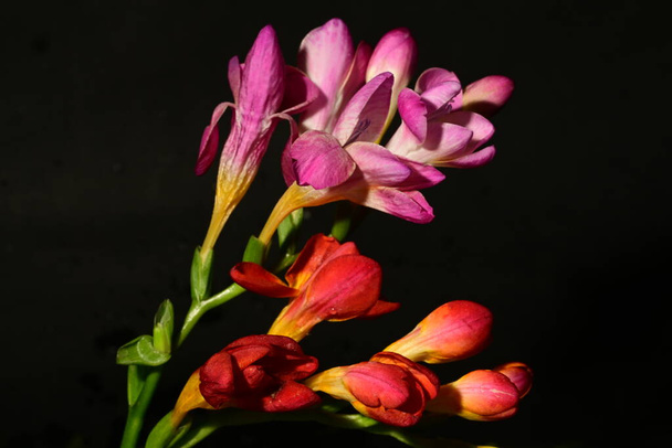 hermoso ramo de primavera brillante, primer plano - Foto, imagen