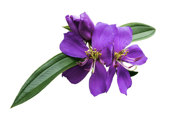 Цветок меластомы Малабара изолирован
 - Фото, изображение