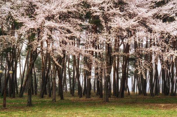 松の木に桜の花 - 写真・画像
