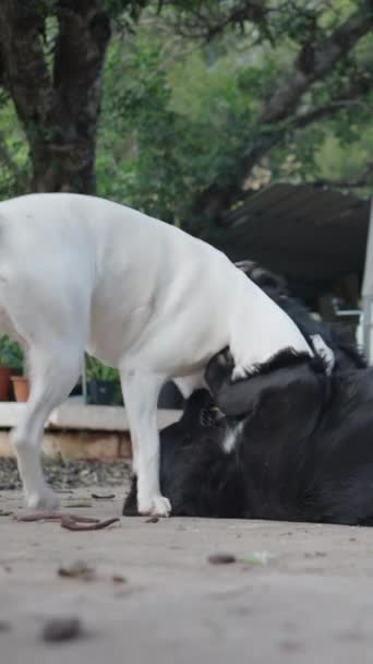 Pelea de perros en blanco y negro en el patio trasero - FullHD Vertical video - Imágenes, Vídeo